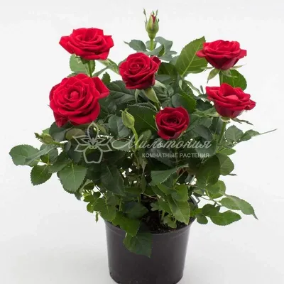 Красивая роза кармен: фото высокого разрешения