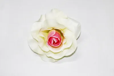 Роза кармен: картинка для скачивания в различных форматах