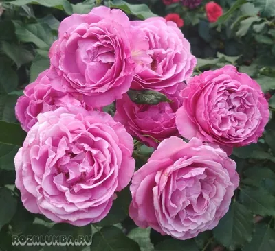 Фотография розы кармен: доступные размеры для скачивания