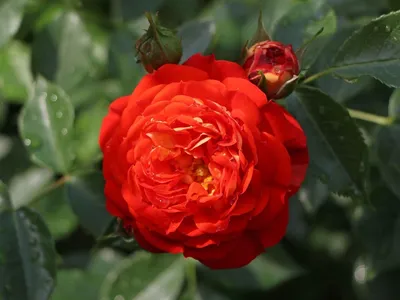 Фото розы кармен: качественное изображение для скачивания в png
