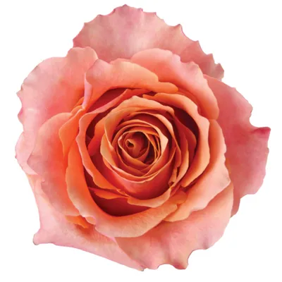 Стильное фото розы карпе дием в формате png
