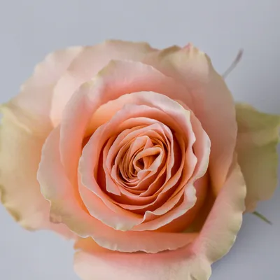 Фотография розы карпе дием высокого качества: выберите размер