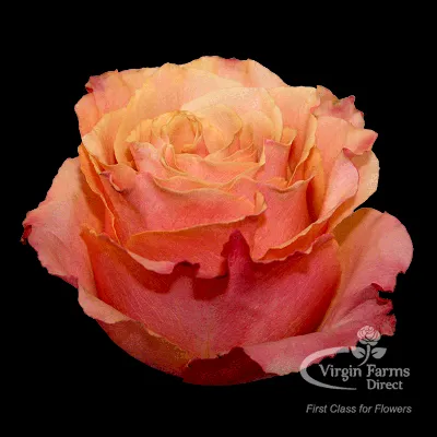 Красивая картинка розы карпе дием для сохранения