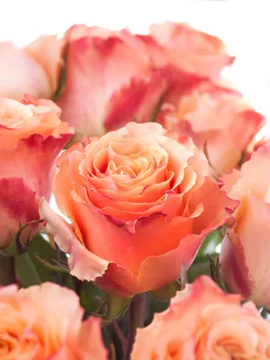 Фото, изображение или фотография розы карпе дием для загрузки