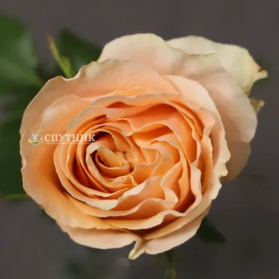 Изображение розы карпе дием в формате png: выбор размера