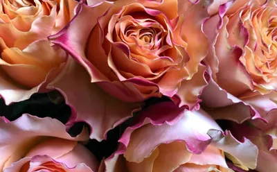 Уникальное изображение розы карпе дием: выберите формат