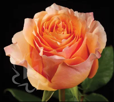 Фотография розы карпе дием в формате webp: выберите размер
