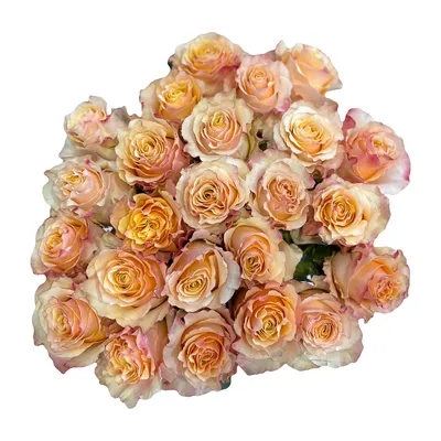 Фотка розы карпе дием в формате png для скачивания
