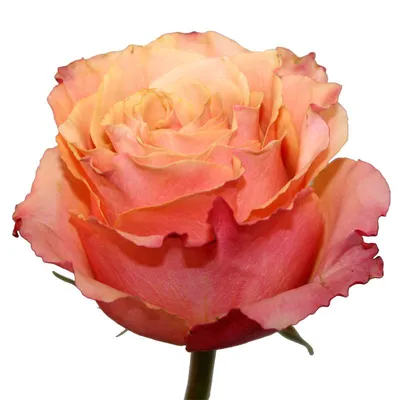 Уникальное изображение розы карпе дием: jpg или png