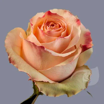 Красивое изображение розы карпе дием для сохранения