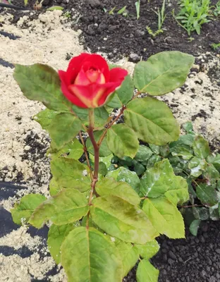 Фото розы карусель: Впечатляющие снимки, которые влекут глаза