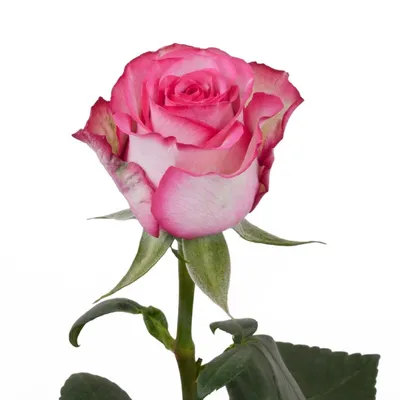 Роза карусель: Ощутите магию цветов и воплотите их в виде картинок