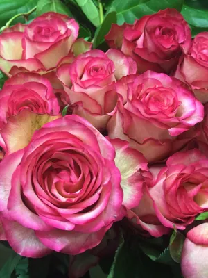 Фото розы карусель: Уловите ее шелковистые текстуры