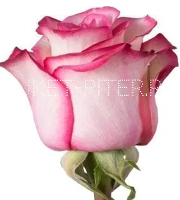 Роза карусель: Истинная прелесть, которая остается в памяти