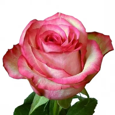 Роза карусель: Изысканная культура розы, запечатленная в качественных фото
