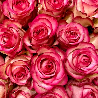 Фотография розы карусель: Предназначение узнавать и ценить красоту