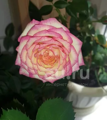 Изображение розы карусель: Воплощение любви и красоты в одном кадре