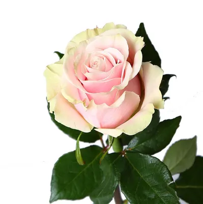 Роза карусель: Виртуозная игра цветов и фактур
