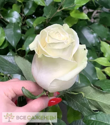 Фотка розы карусель: Запечатлейте моменты сияния красоты