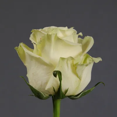 Фото розы карусель: Удовлетворите желание видеть всю ее красоту
