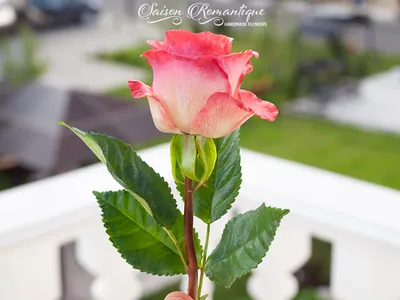Фотография розы карусель: Погрузитесь в эстетическое наслаждение