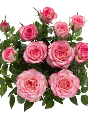 Фото розы карусель: Загрузите красоту в webp для оптимальной производительности