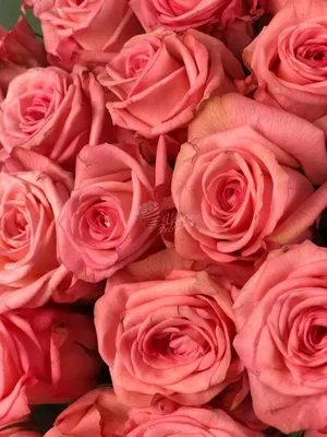 Уникальная красота розы казанова на фото