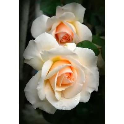 Фотография розы казанова, пленяющая сердца