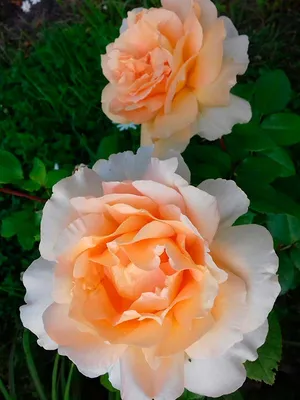 Впечатляющая красота розы казанова на фото