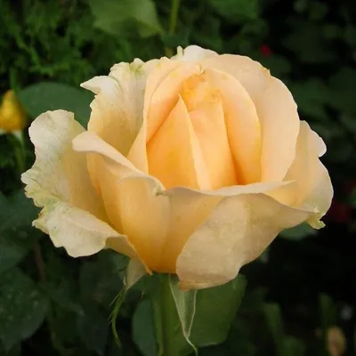 Фото розы казанова: выберите желаемый размер