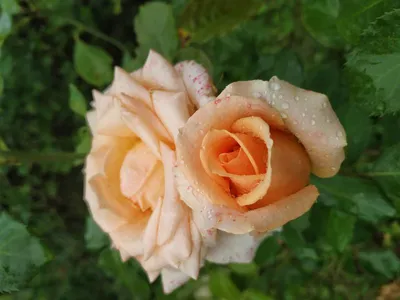 Уникальное изображение розы казанова
