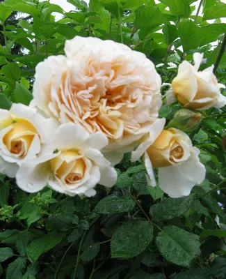 Фото розы казанова: выберите желаемый формат
