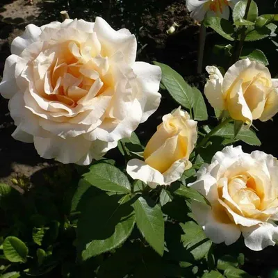 Фото розы казанова: выберите наиболее подходящий размер