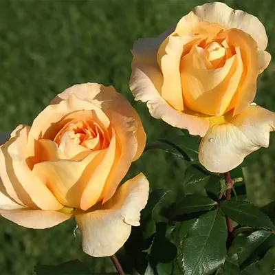 Роза казанова во всей своей красе: фото