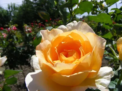 Изумительная фотография розы казанова