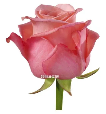 Великолепная фотография розы казанова