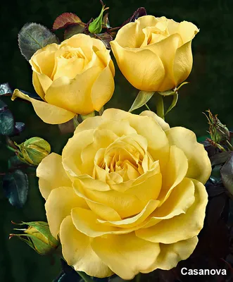Удивительные краски розы казанова на фотографии