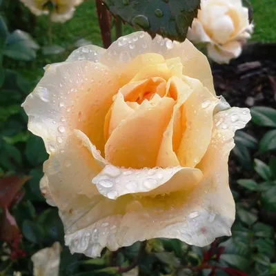 Фотография розы казанова: насладитесь ее великолепием