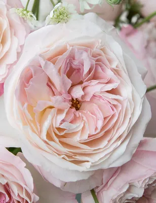 Фото розы Кейра в высоком разрешении - выберите подходящий формат