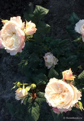 Фото розы Кейра в высоком качестве - скачайте изображение в формате по вашему выбору