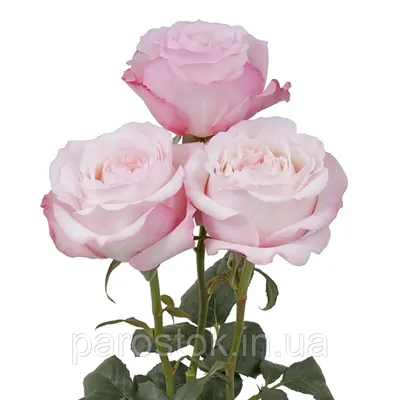 Изображение розы Кейра для скачивания - форматы: jpg, png, webp