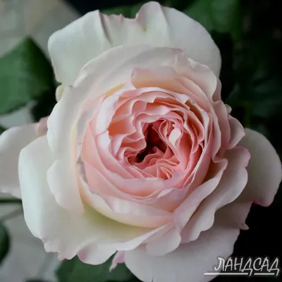 Фото розы Кейра - выберите нужный размер и формат