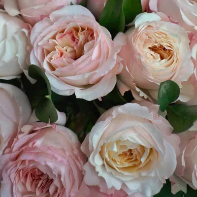 Изображение розы Кейра для загрузки - форматы: jpg, png, webp