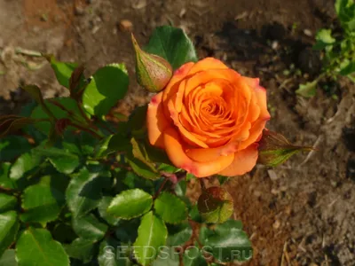 Бесплатное фото розы Келли