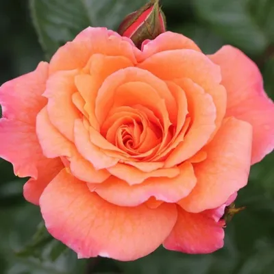 Роза Келли - изысканная красота