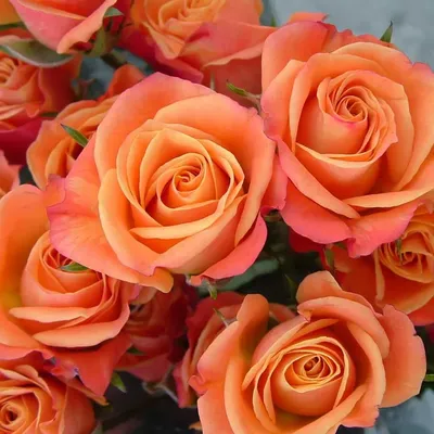 Превосходная роза Келли - фотка