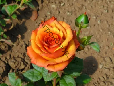 Картинка розы Келли для использования