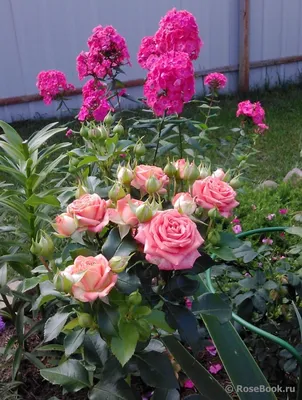 Чарующая роза Келли - фотография