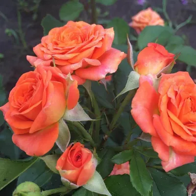 Фото розы Келли в формате png для сохранения