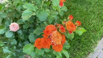 Удивительное изображение розы Келли